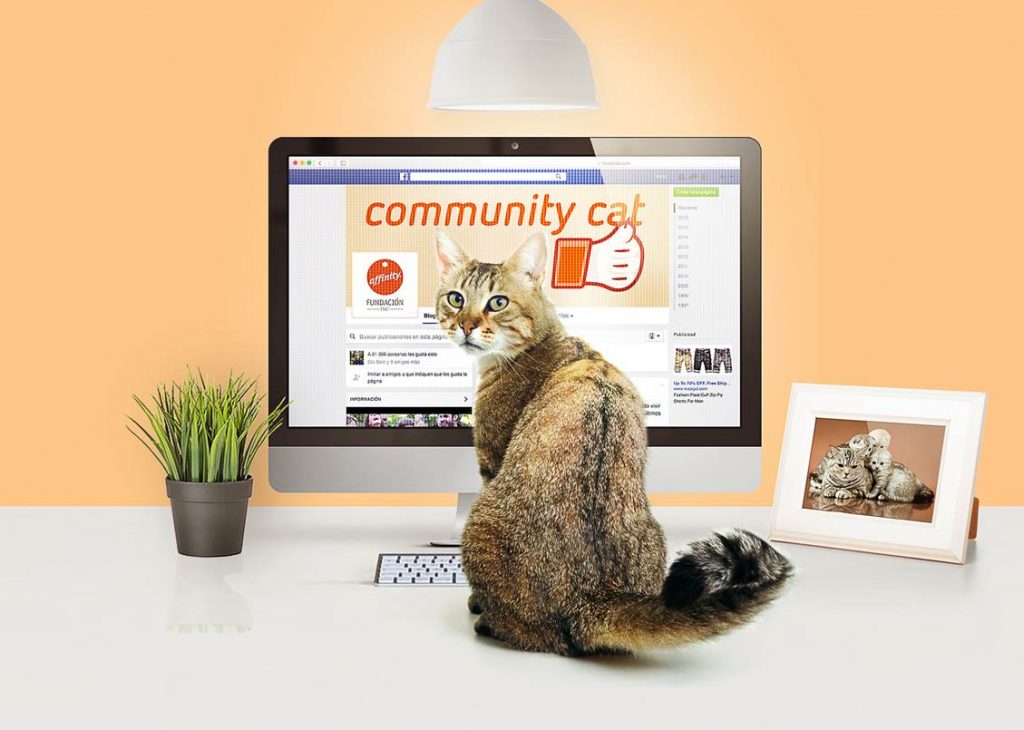 fundacion-affinity-elige-como-community-manager-a-un-gato